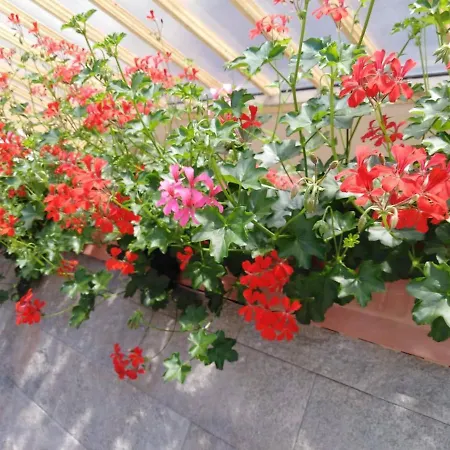 Filsdeger Haz 3* Eger