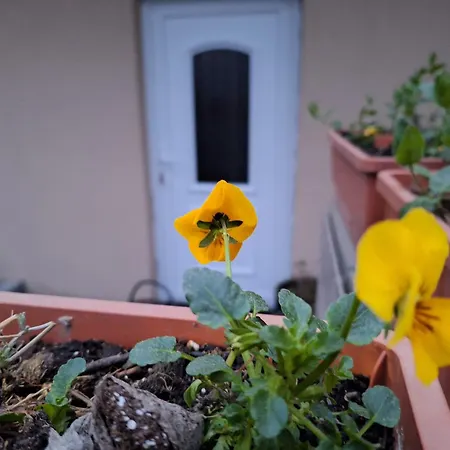 Filsdeger Ház 3* Eger