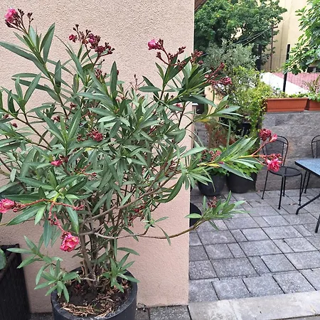 Panzió Filsdeger Ház - Rooms&apartmans Eger