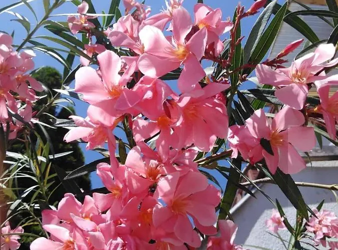 Filsdeger Ház Bed & Breakfast